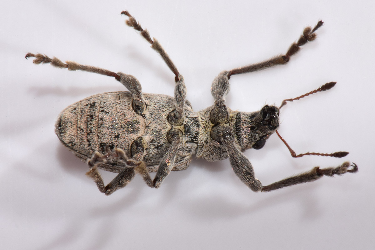 Curculionidae: Sitona sp?    No, Coelositona limosus